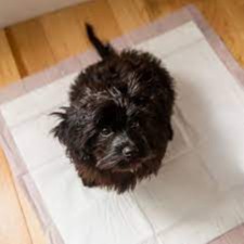 4 layer super absorbent leak proof puppy training pads with pet attractant at Chirps and Whistle Pet Shop in Sector 109 Gurugram near Dwarka Expressway.