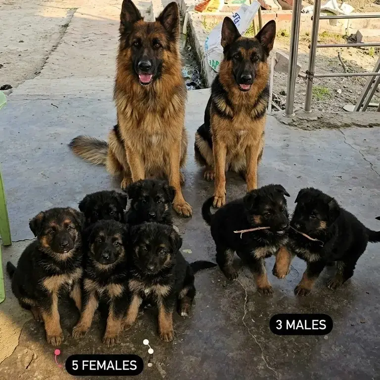 Purebred single coat and double coat German Shepherd puppy for sale at Chirps and Whistle Pet Shop Sector 109 Gurugram near Dwarka Expressway