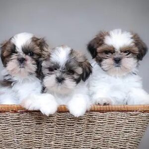 Healthy purebred KCI registered Shih Tzu puppy available for sale at Chirps and Whistle Pet Shop Sector 109 Gurugram near Dwarka Expressway