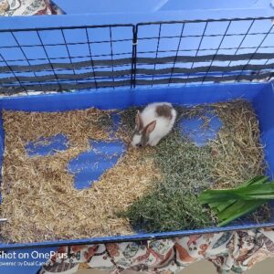 Open Guinea Pig Cage 28*14 Inches C & C Cage