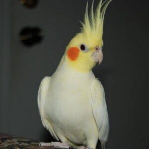 Hand Tamed & Non Tamed Cockatiel Birds – All Color Variants (Delhi NCR Home Delivery)