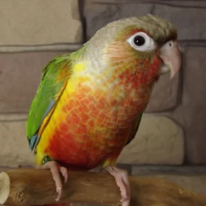 Hand tamed Pineapple Conure and Green Cheek Conure exotic parrot for sale at Chirps and Whistle Pet Shop Sector 109 Gurugram near Dwarka Expressway