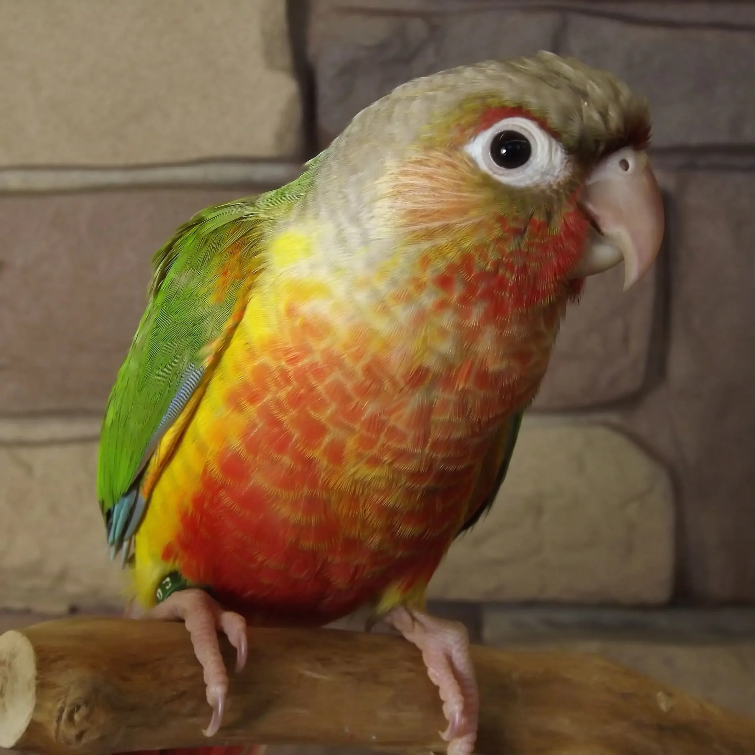 Hand tamed Pineapple Conure and Green Cheek Conure exotic parrot for sale at Chirps and Whistle Pet Shop Sector 109 Gurugram near Dwarka Expressway
