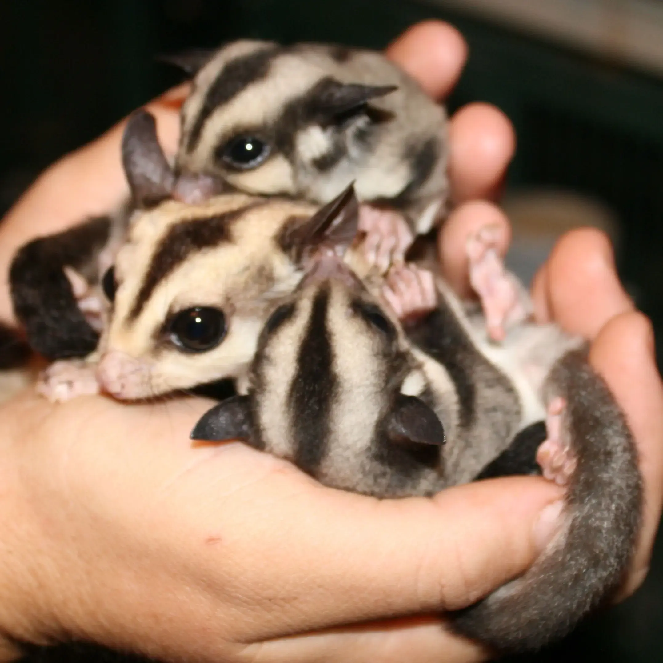 Hand Tamed Grey Baby Sugar Gliders for Sale (Delhi NCR Delivery) - Image 2