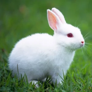 Pet Bunny Rabbits Available For Sale In Delhi, Gurgaon, Noida, Faridabad