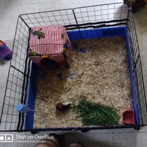 28x28 open playpen cage with easy clean tub base for guinea pigs and rabbits at Chirps and Whistle Pet Shop in Sector 109 Gurugram near Dwarka Expressway.
