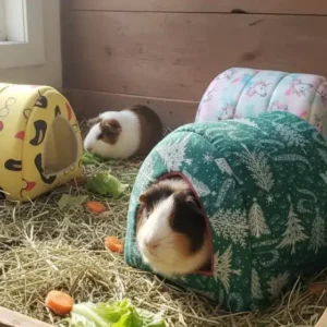 Guinea pig cozy hiding den house with washable pee sheets and pillows at Chirps and Whistle Pet Shop in Sector 109 Gurugram near Dwarka Expressway.