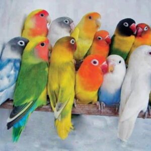 Active Love Birds Parakeet available for sale in tamed and non-tamed options in Delhi NCR