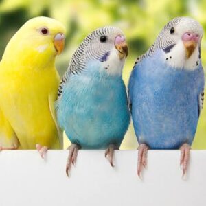 Colorful and healthy budgie parakeet companion bird for sale at Chirps and Whistle Pet Shop Sector 109 Gurugram near Dwarka Expressway
