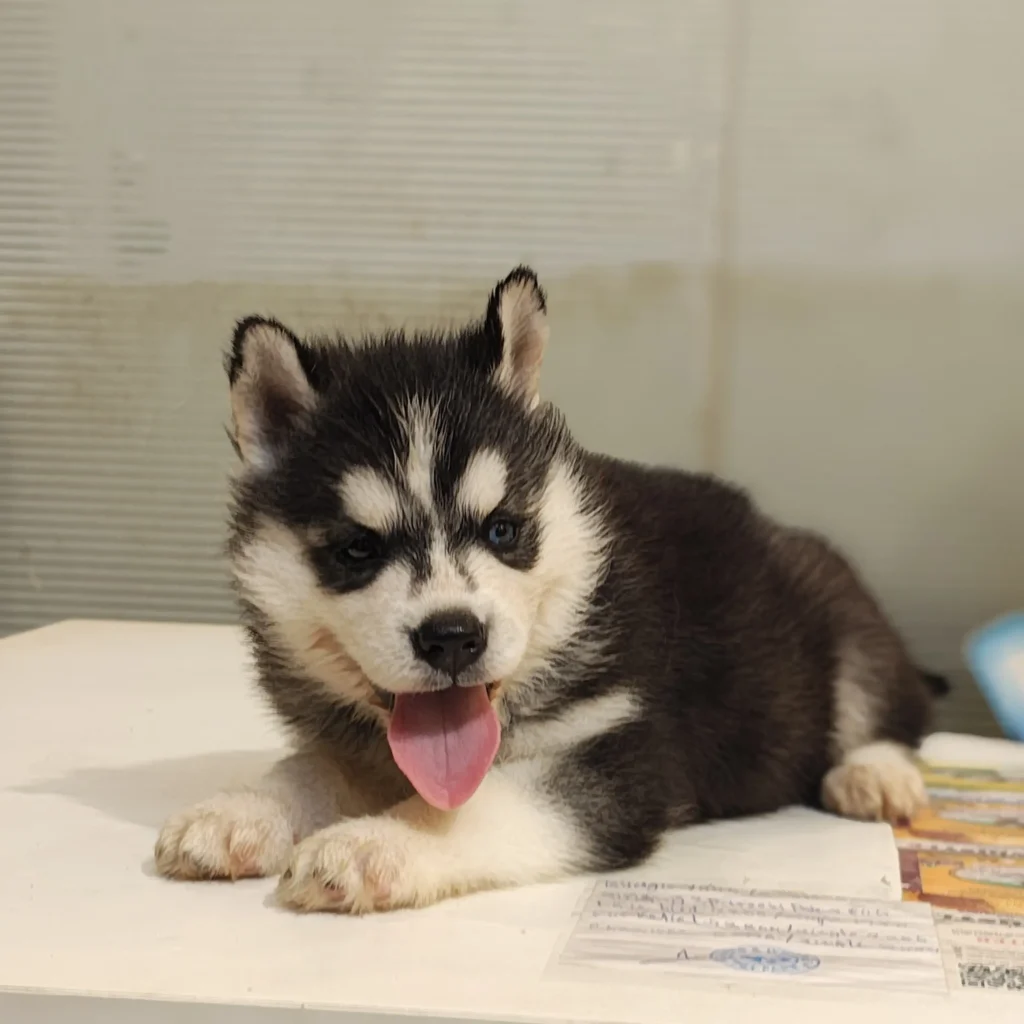 Purebred blue eyes Siberian Husky puppy standard and woolly coat available at Chirps and Whistle Pet Shop Sector 109 Gurugram near Dwarka Expressway