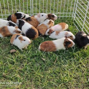Healthy guinea pigs for sale at Chirps & Whistle Pet Shop in Sector 109 Gurugram near Dwarka Expressway with doorstep delivery across Delhi, Noida, and Faridabad.