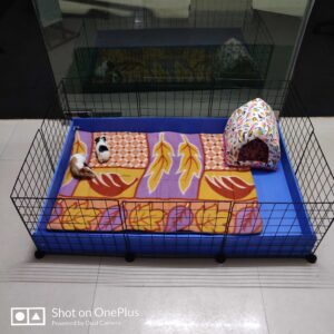 42x28 inch expandable open C and C grid cage for guinea pigs with base tray at Chirps and Whistle Pet Shop Sector 109 Gurugram near Dwarka Expressway