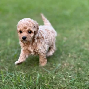 Fluffy apricot and cream color Toy Poodle puppy available for sale at Chirps and Whistle Pet Shop Sector 109 Gurugram near Dwarka Expressway