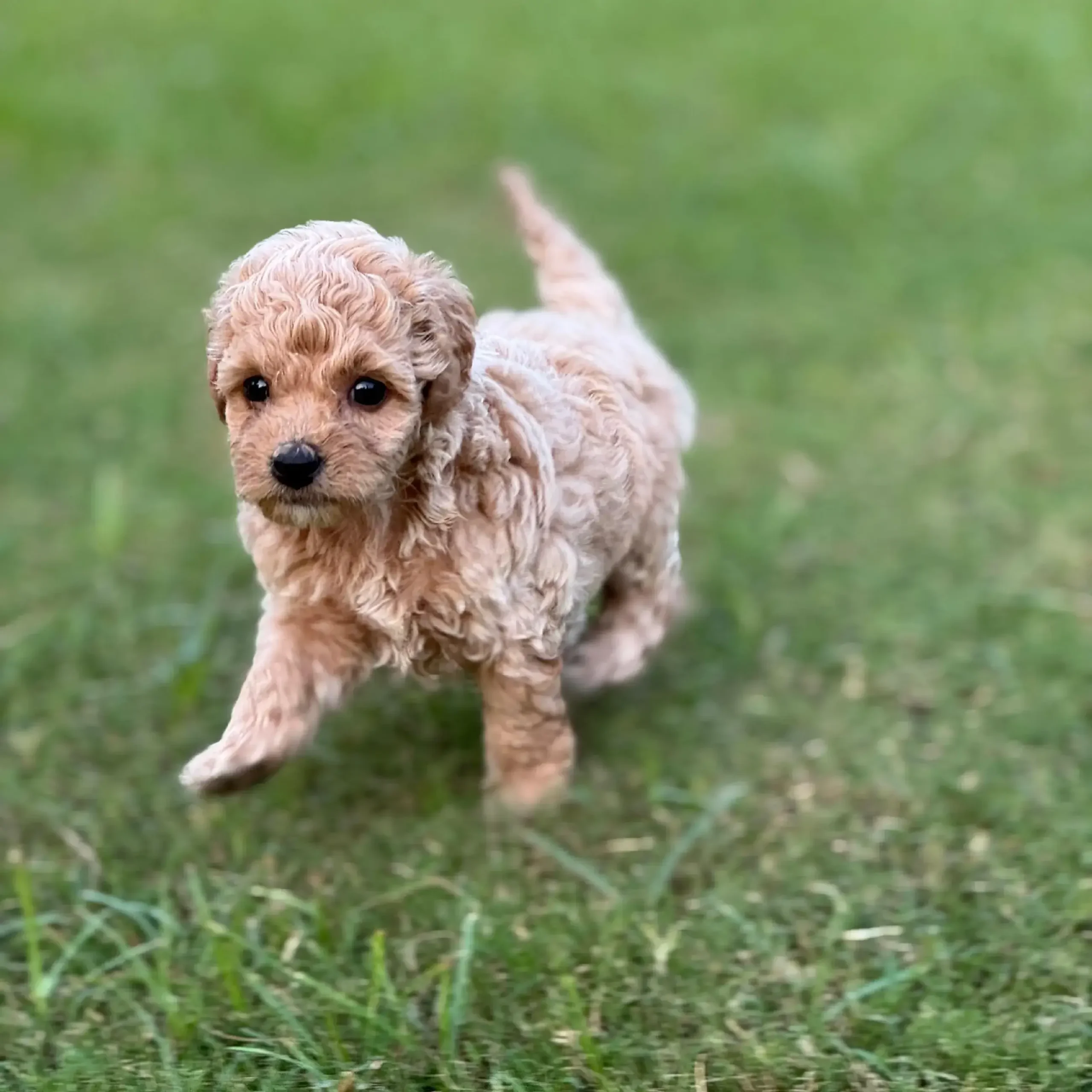 Fluffy apricot and cream color Toy Poodle puppy available for sale at Chirps and Whistle Pet Shop Sector 109 Gurugram near Dwarka Expressway