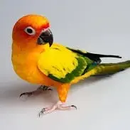 Vibrant hand tamed Sun Conure exotic parrot sitting on a perch at Chirps and Whistle Pet Shop Sector 109 Gurugram near Dwarka Expressway