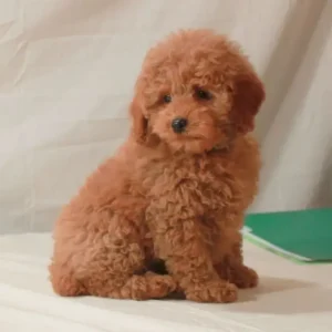 Adorable Toy Poodle Puppies for Sale – Home Delivery in Delhi NCR