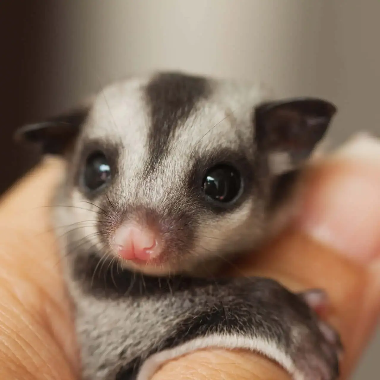 Hand Tamed Grey Baby Sugar Gliders for Sale (Delhi NCR Delivery) - Image 4