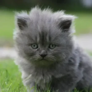 Fluffy grey Persian kitten for sale with health and breed certificate at Chirps and Whistle Pet Shop Sector 109 Gurugram near Dwarka Expressway