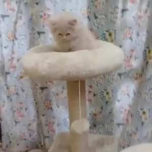 Fluffy fawn and cream color Persian kitten for sale at Chirps and Whistle Pet Shop Sector 109 Gurugram near Dwarka Expressway