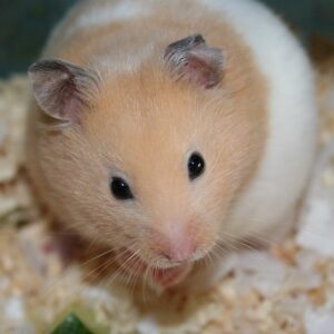 Healthy and active Syrian hamster for sale at Chirps and Whistle Pet Shop Sector 109 Gurugram near Dwarka Expressway