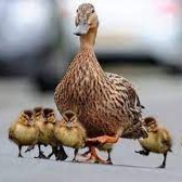 Baby Ducklings & Adult Ducks for Sale as Pets (Delhi NCR Delivery) - Image 3