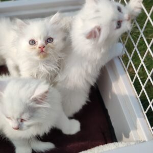 Fluffy white and color Persian kittens with blue eyes and odd eyes for sale with breed certificates at Chirps and Whistle Pet Shop Sector 109 Gurugram near Dwarka Expressway