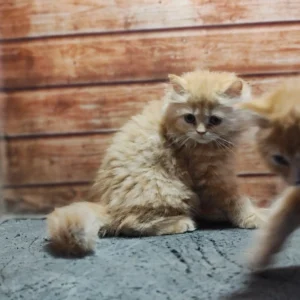 Fluffy ginger and golden color Persian kitten for sale with health check at Chirps and Whistle Pet Shop Sector 109 Gurugram near Dwarka Expressway