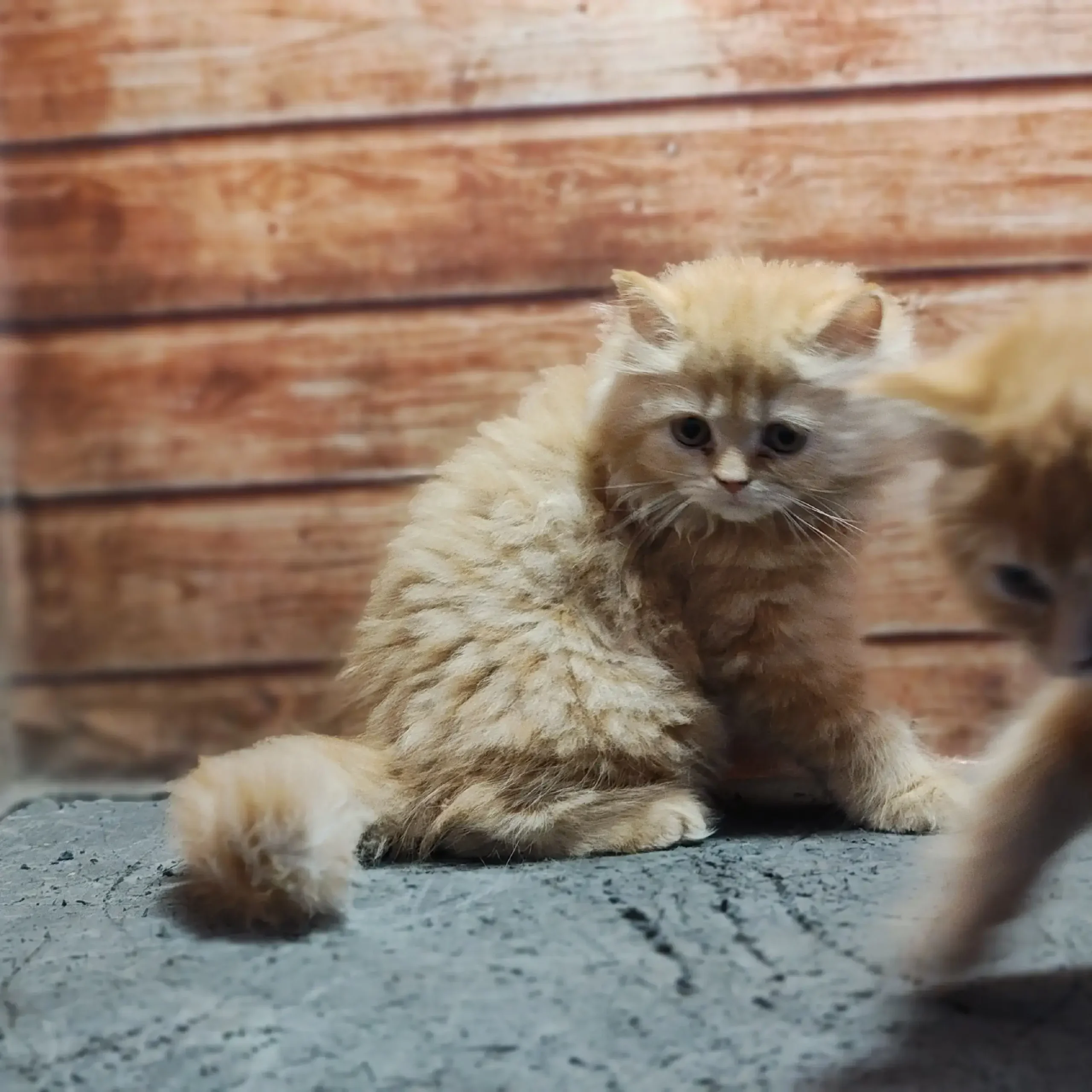Fluffy ginger and golden color Persian kitten for sale with health check at Chirps and Whistle Pet Shop Sector 109 Gurugram near Dwarka Expressway