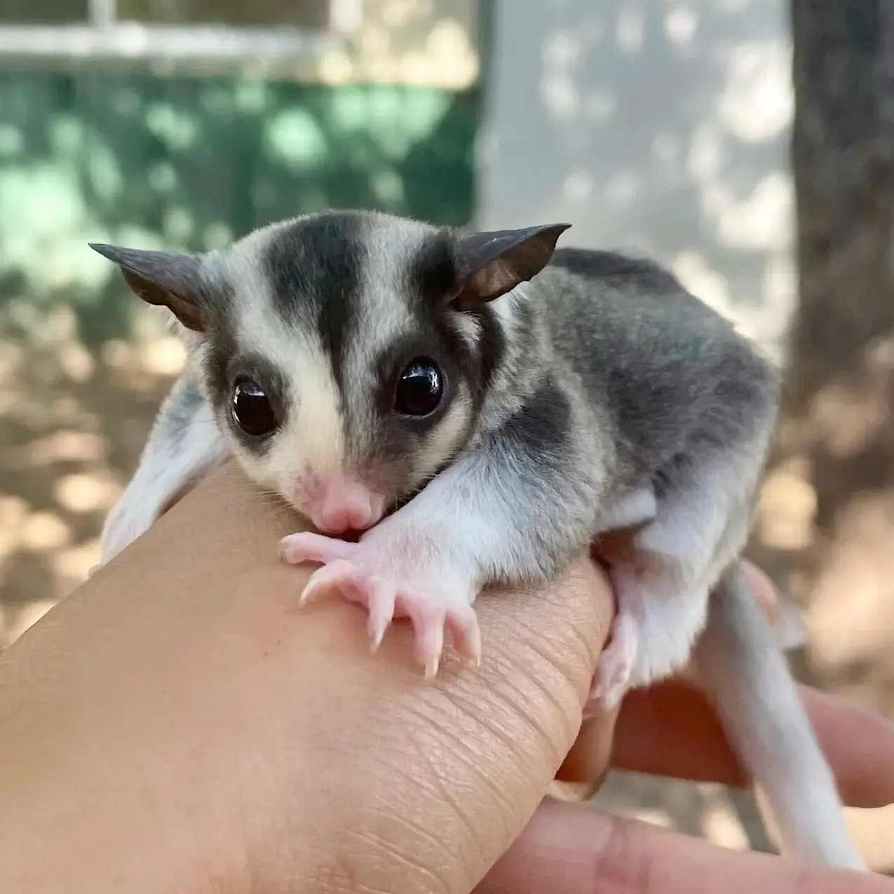 Hand Tamed Grey Baby Sugar Gliders for Sale (Delhi NCR Delivery) - Image 3
