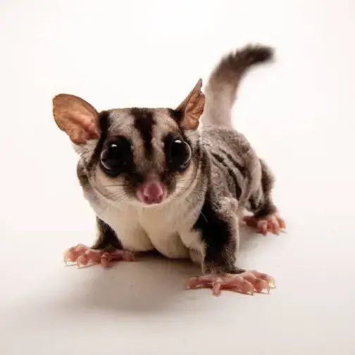 Hand tamed baby Grey sugar glider sitting in a fleece bonding pouch at Chirps and Whistle Pet Shop Sector 109 Gurugram near Dwarka Expressway