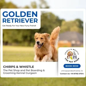 Purebred Golden Retriever puppy available at Chirps and Whistle pet shop in Sector 109 Gurugram Delhi NCR.