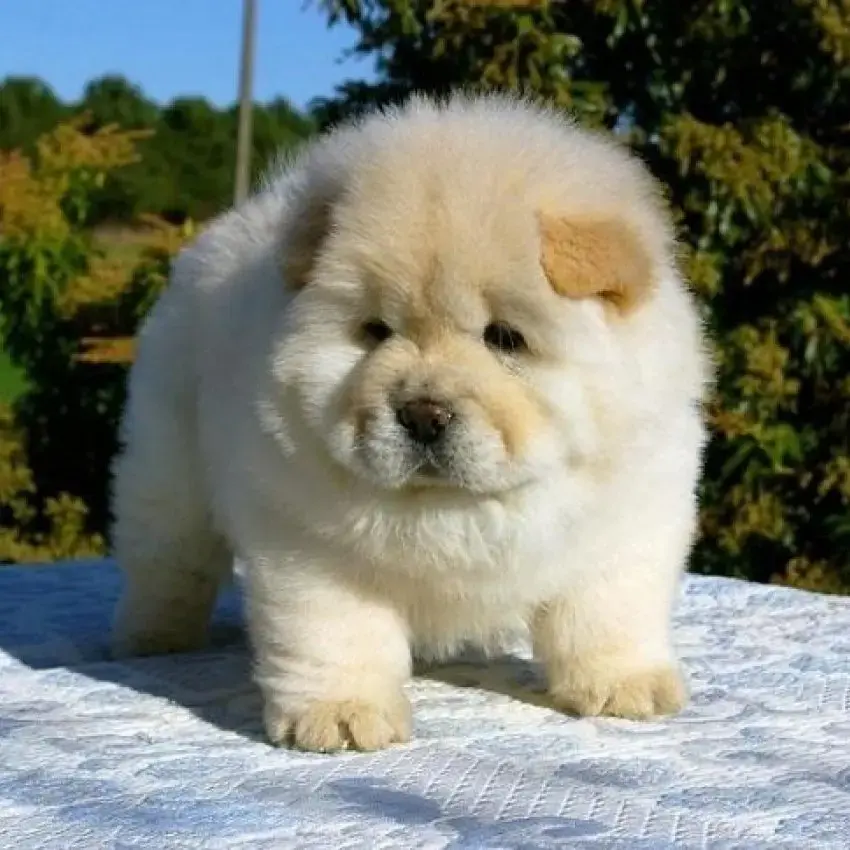 Fluffy purebred Chow Chow puppy available for sale at Chirps and Whistle Pet Shop Sector 109 Gurugram near Dwarka Expressway
