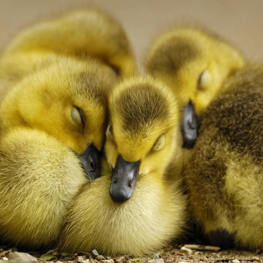Cute baby ducklings and adult ducks for sale as pets at Chirps and Whistle Pet Shop Sector 109 Gurugram near Dwarka Expressway